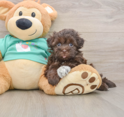 6 week old Havanese Puppy For Sale - Premier Pups