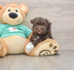 6 week old Havanese Puppy For Sale - Premier Pups