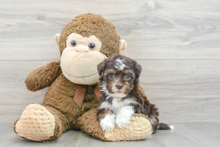 Havanese Puppy for Adoption