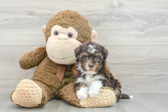 Havanese Puppy for Adoption