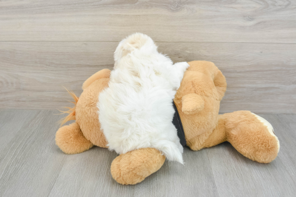 Akc Registered Havanese Purebred Pup