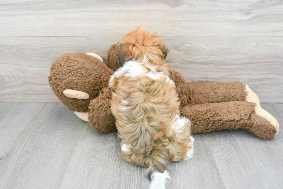 Smart Havanese Purebred Puppy