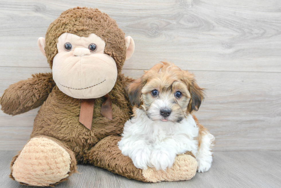 Havanese Puppy for Adoption