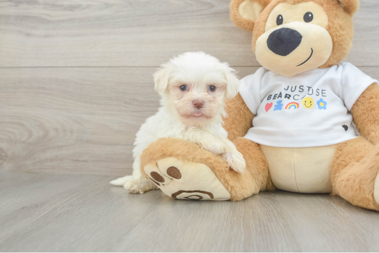 Small Havanese Purebred Pup