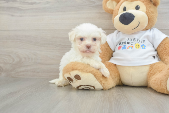 Small Havanese Purebred Pup