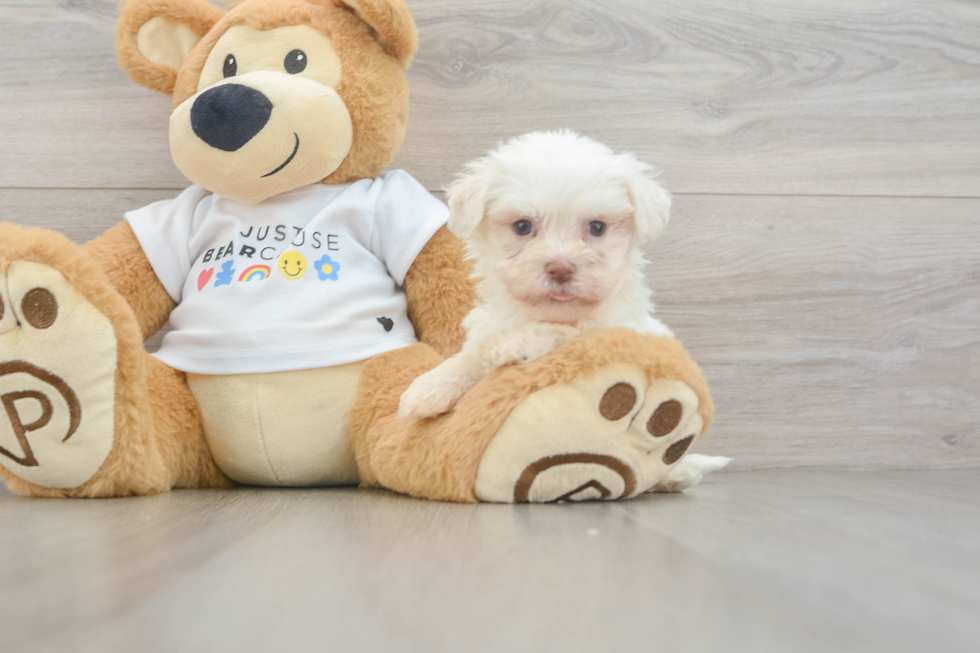 Havanese Pup Being Cute