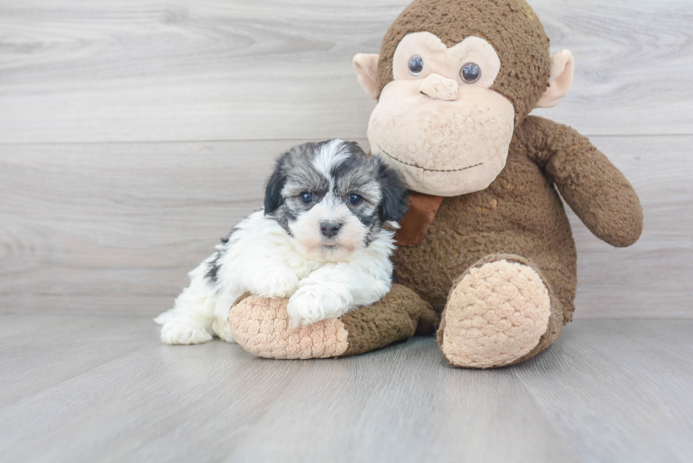 Fluffy Havanese Purebred Puppy