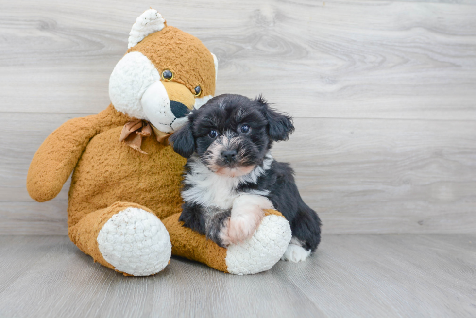 Havanese Pup Being Cute