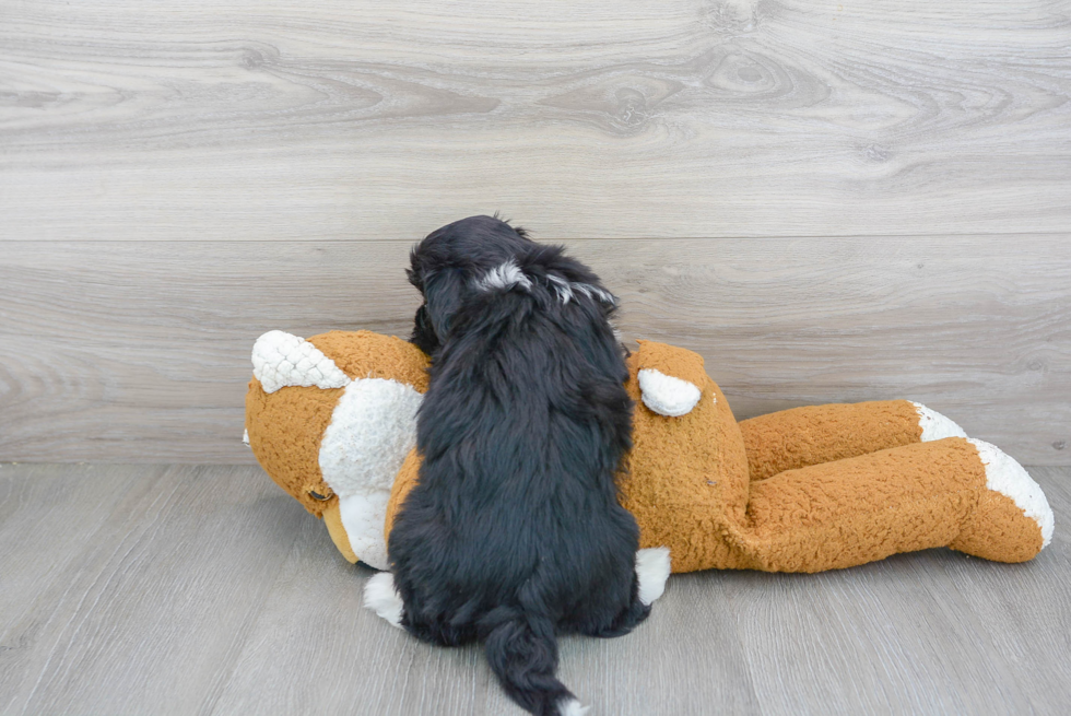 Energetic Havanese Purebred Puppy