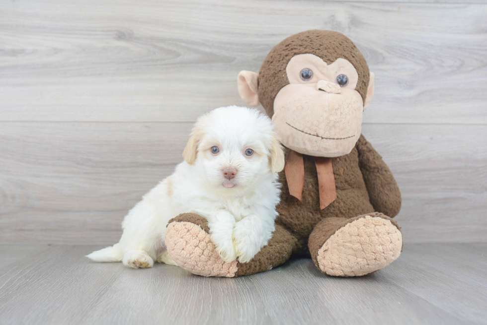 Havanese Pup Being Cute