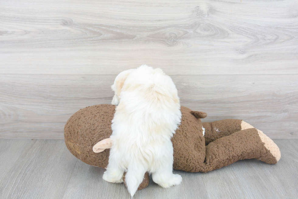 Playful Havanese Baby