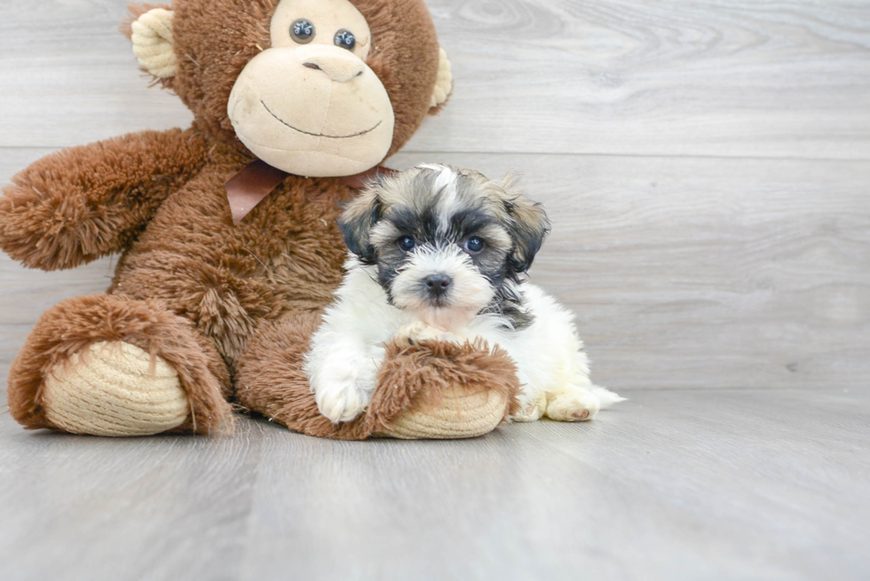 Little Havanese Purebred Pup