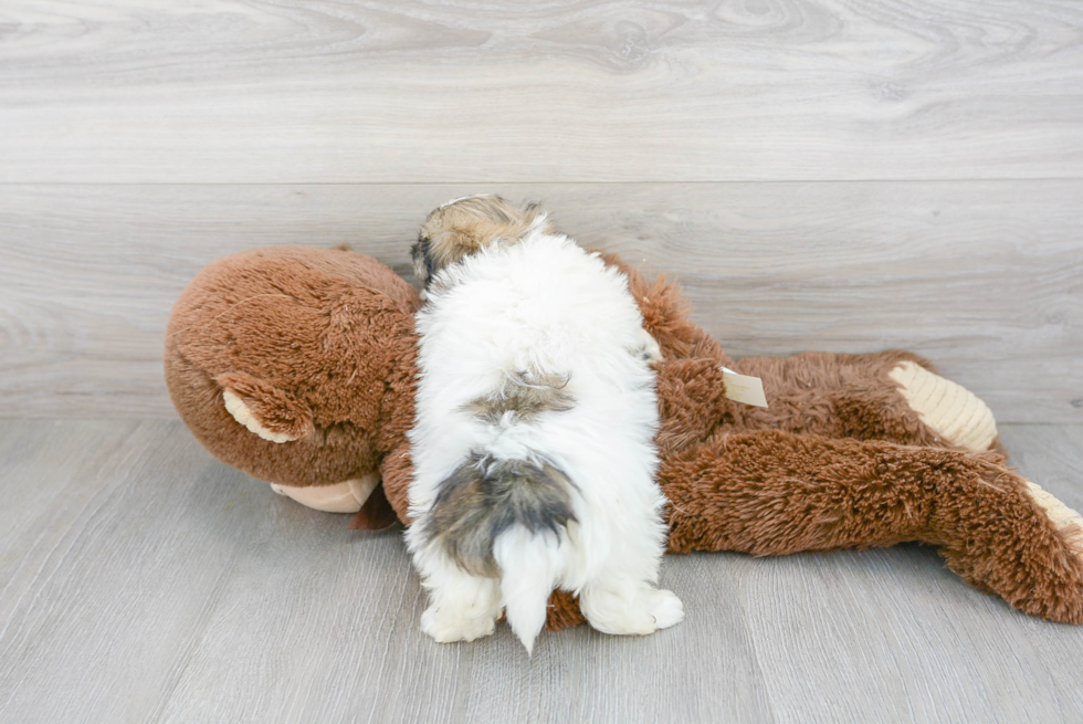 Popular Havanese Baby