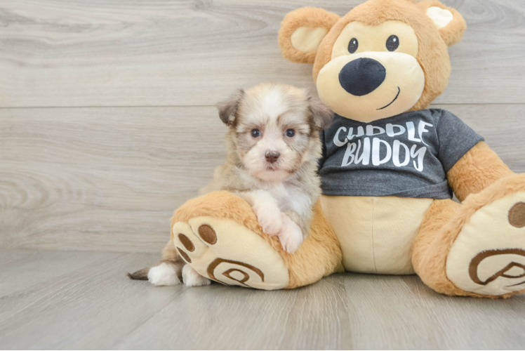 Havanese Puppy for Adoption