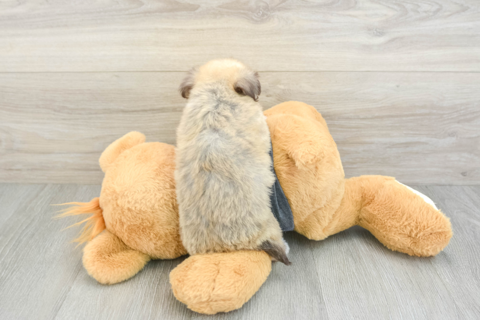 Friendly Havanese Purebred Pup