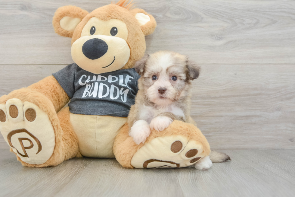 Havanese Puppy for Adoption