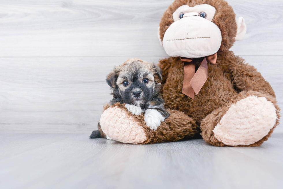 Akc Registered Havanese Purebred Pup