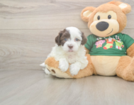 6 week old Havanese Puppy For Sale - Premier Pups