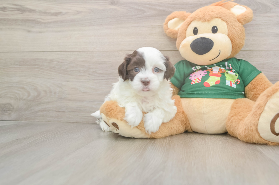 6 week old Havanese Puppy For Sale - Premier Pups
