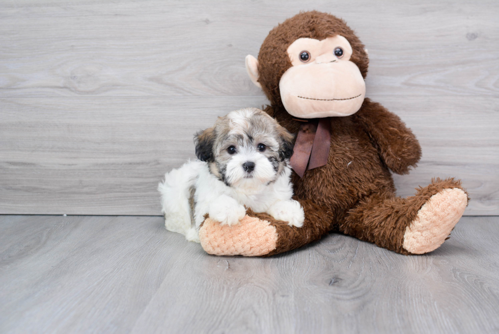Havanese Pup Being Cute