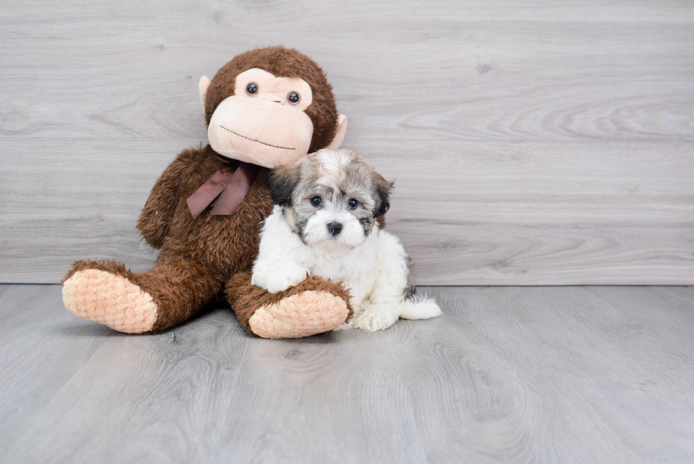 Playful Havanese Baby