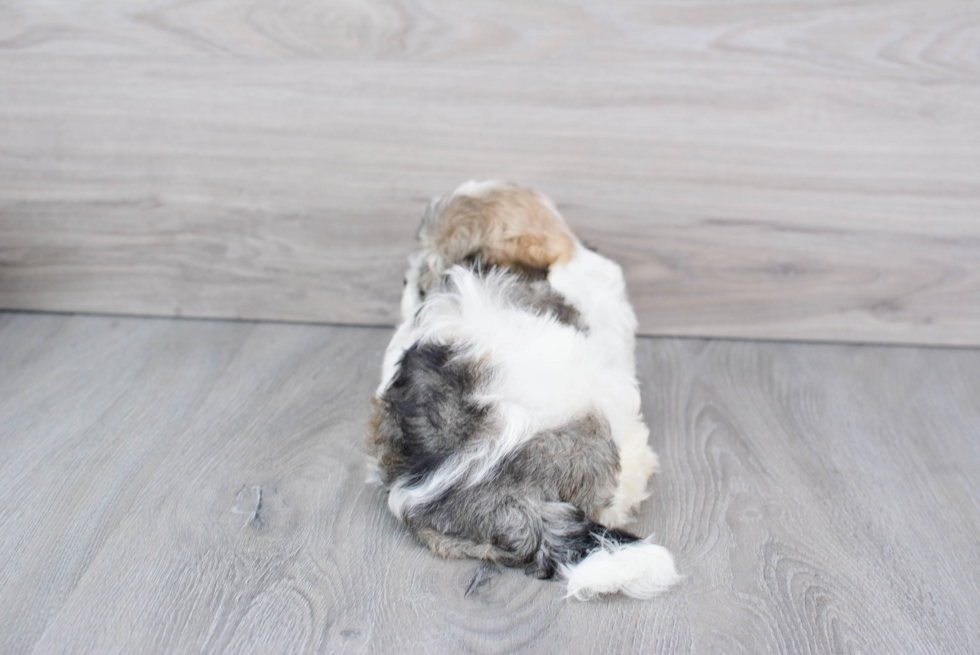 Happy Havanese Purebred Puppy