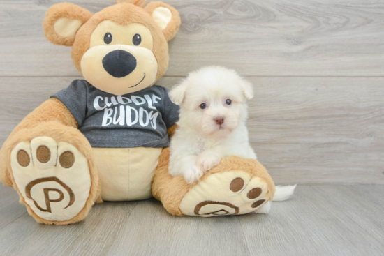 Havanese Pup Being Cute