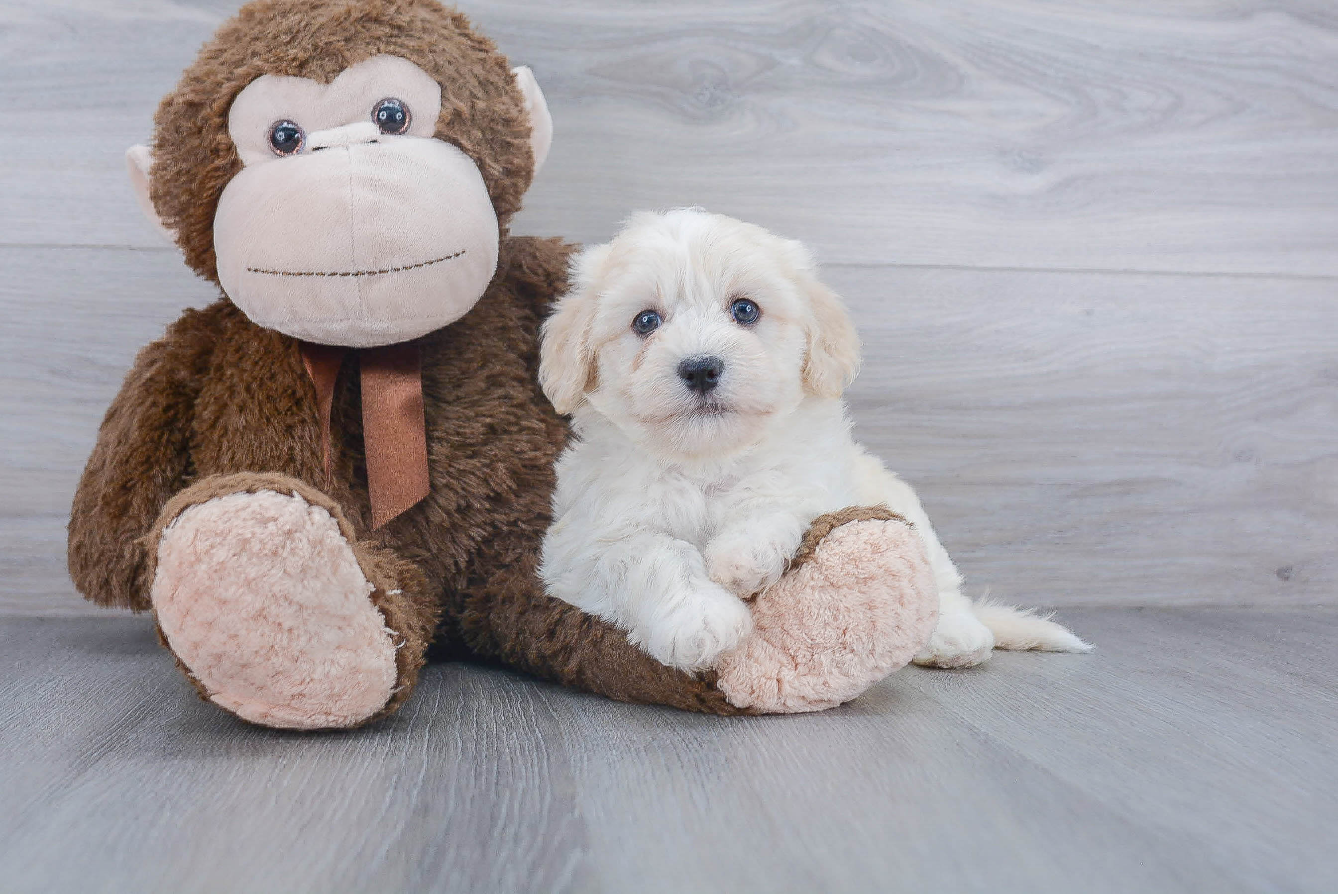 Havanese Puppy for Adoption