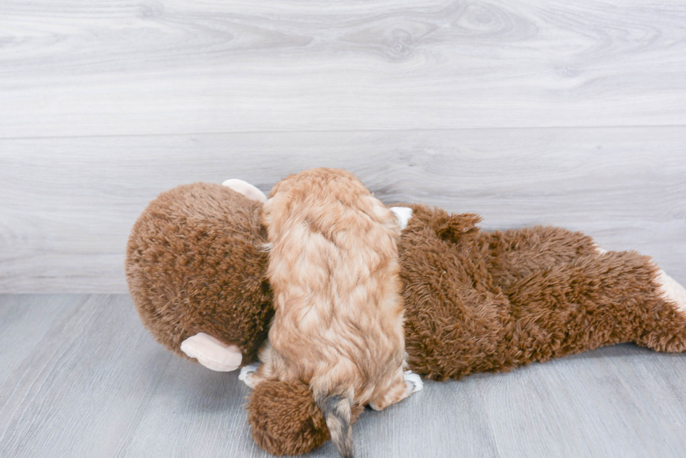 Happy Havanese Purebred Puppy