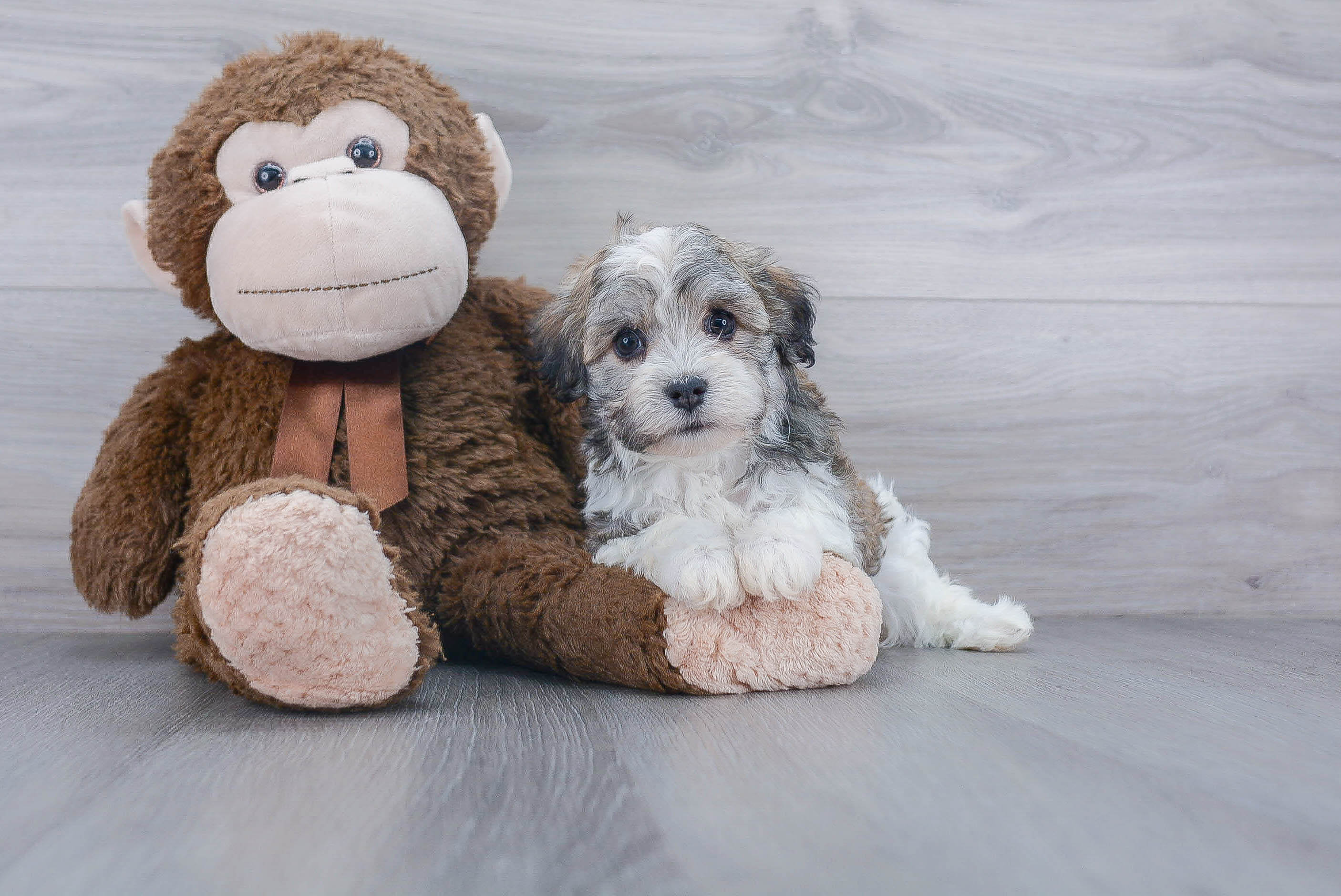 Small Havanese Baby