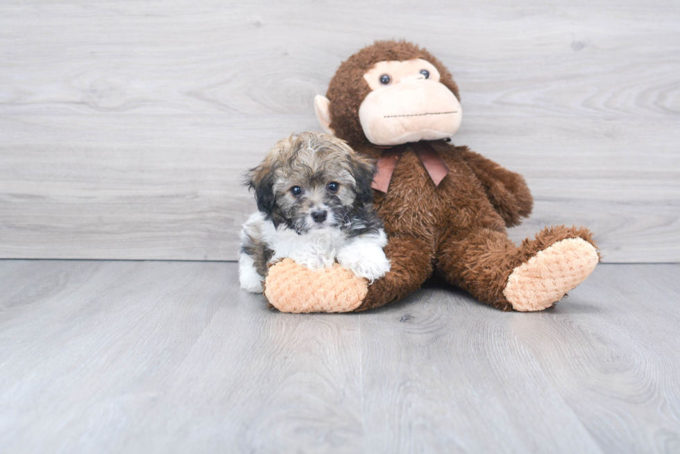 Havanese Pup Being Cute