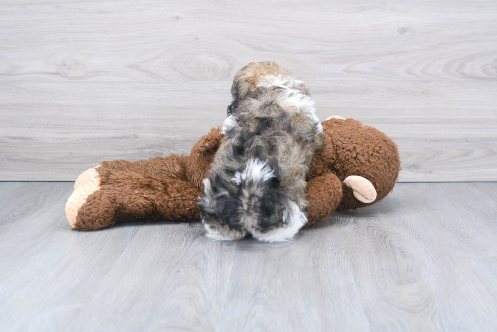 Fluffy Havanese Purebred Puppy