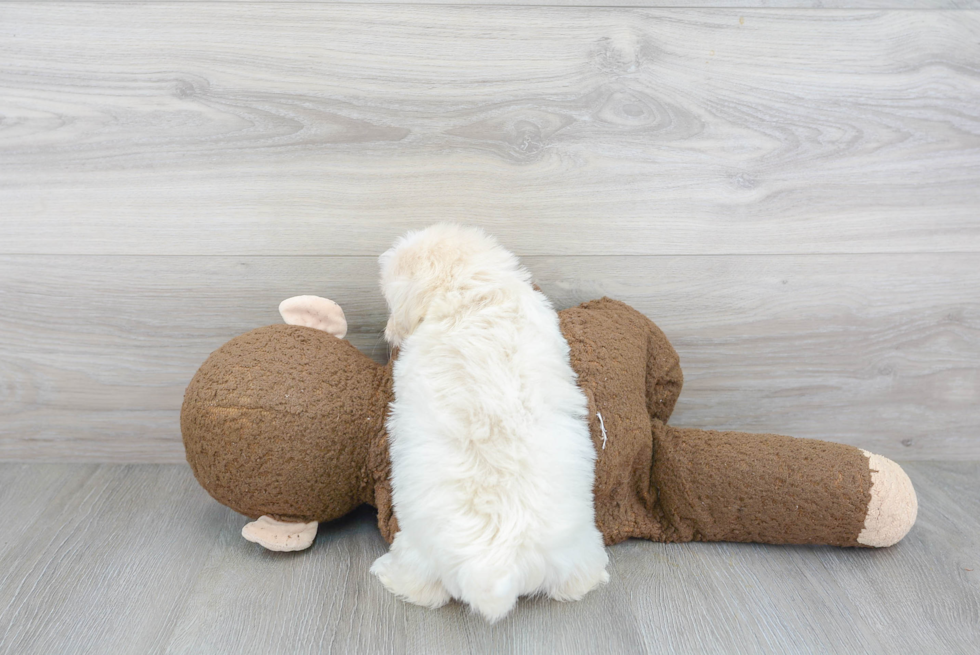Havanese Pup Being Cute