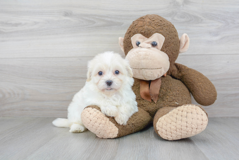 Havanese Puppy for Adoption