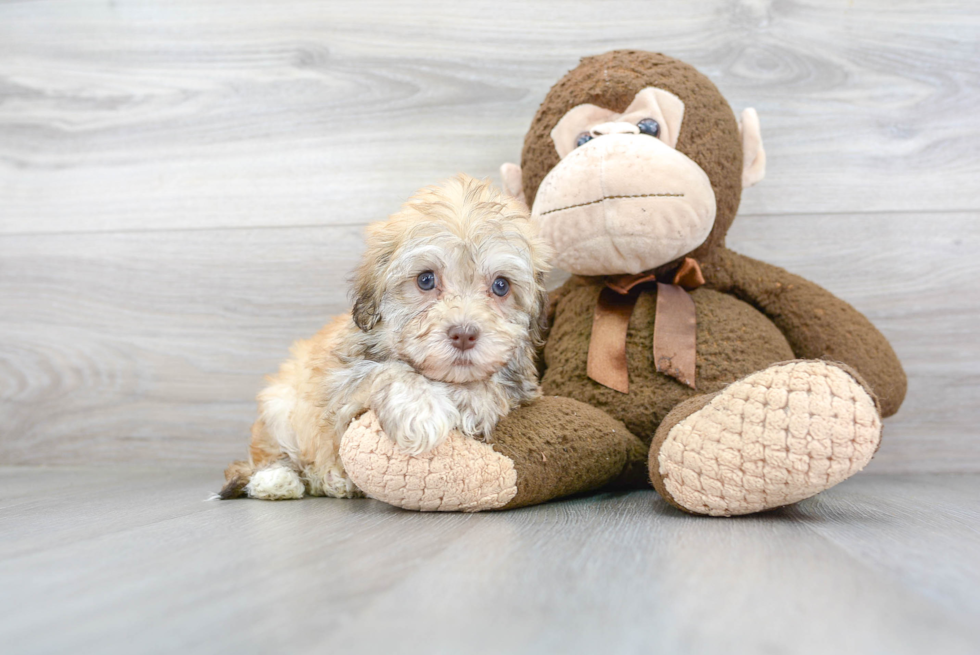 Best Havanese Baby