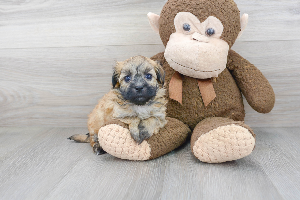 Friendly Havanese Purebred Pup