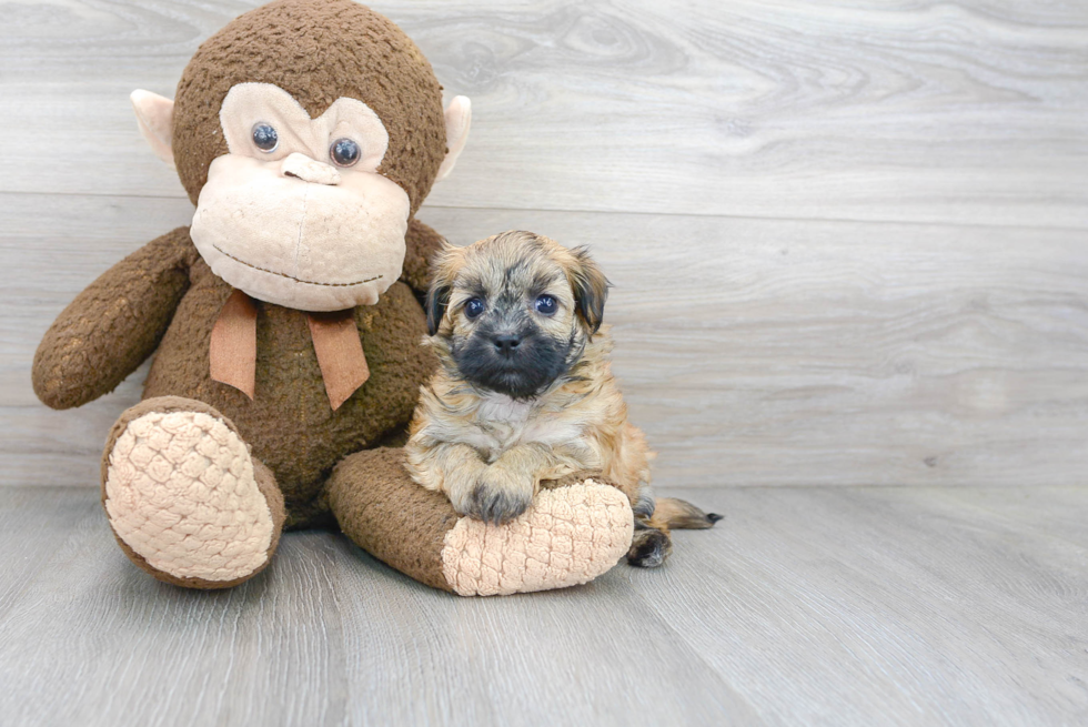 Havanese Pup Being Cute