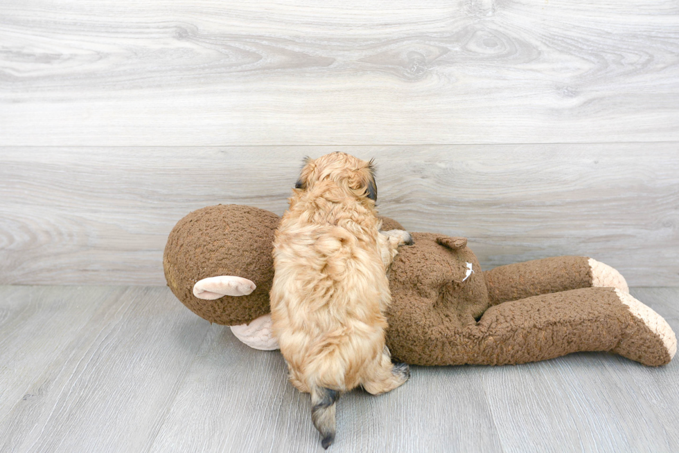 Happy Havanese Purebred Puppy