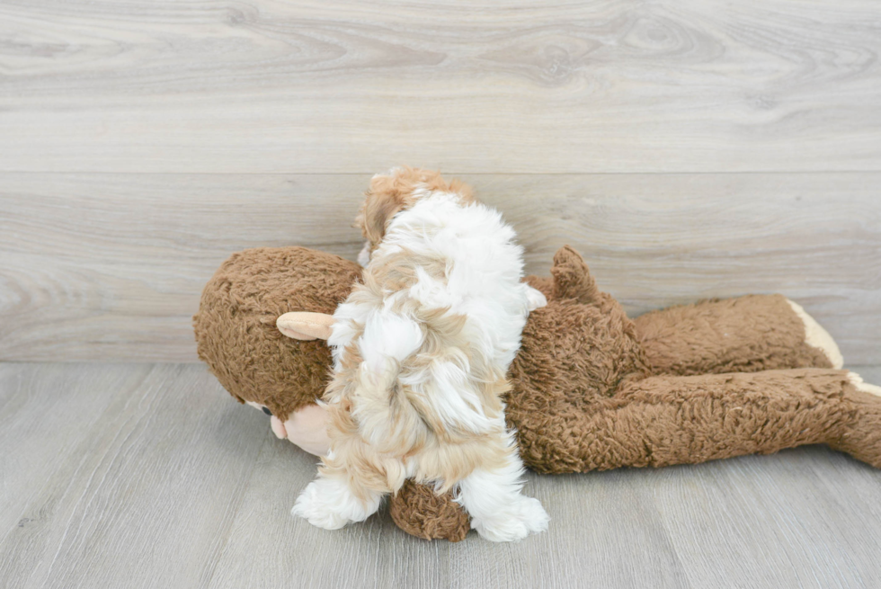 Havanese Pup Being Cute