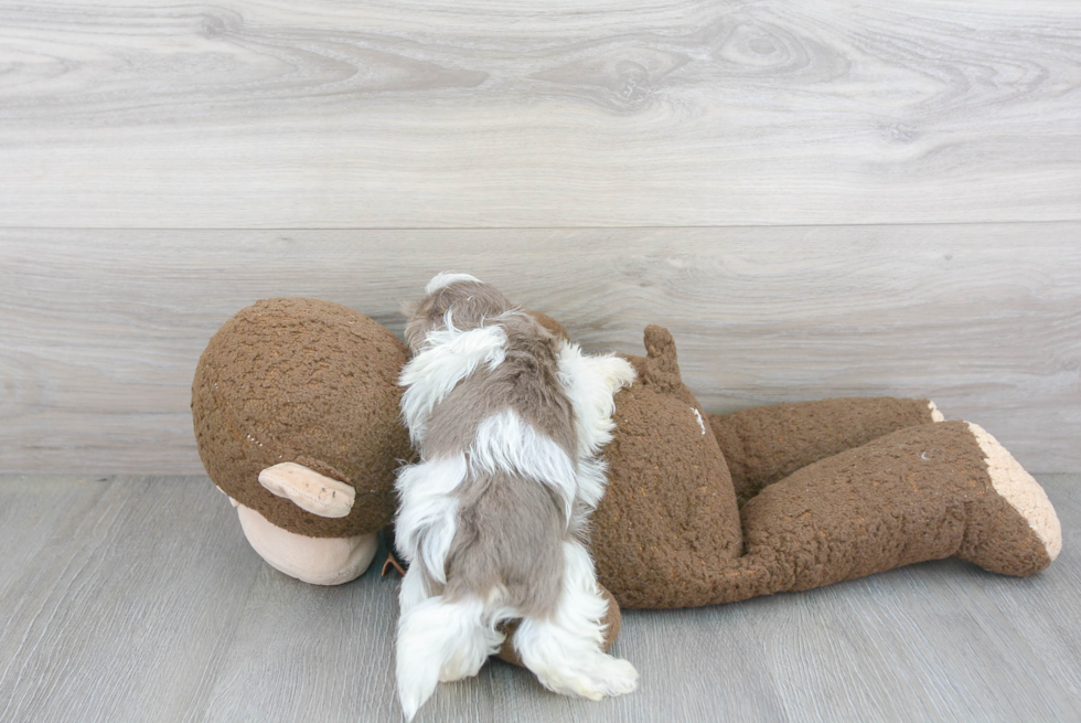 Little Havanese Purebred Pup