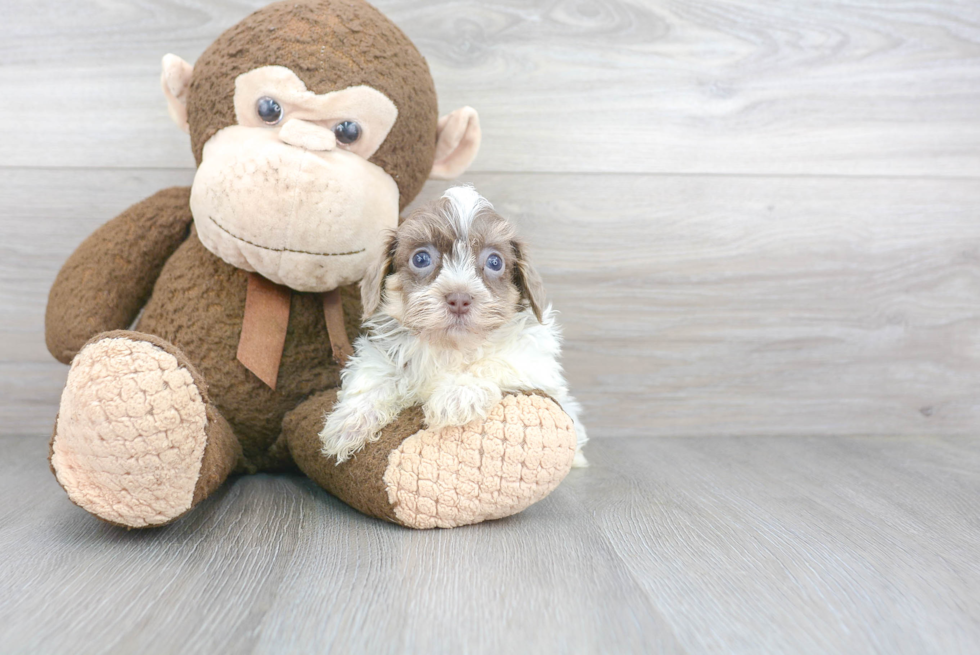 Akc Registered Havanese Purebred Pup