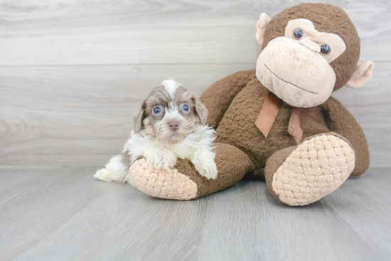 Smart Havanese Purebred Puppy
