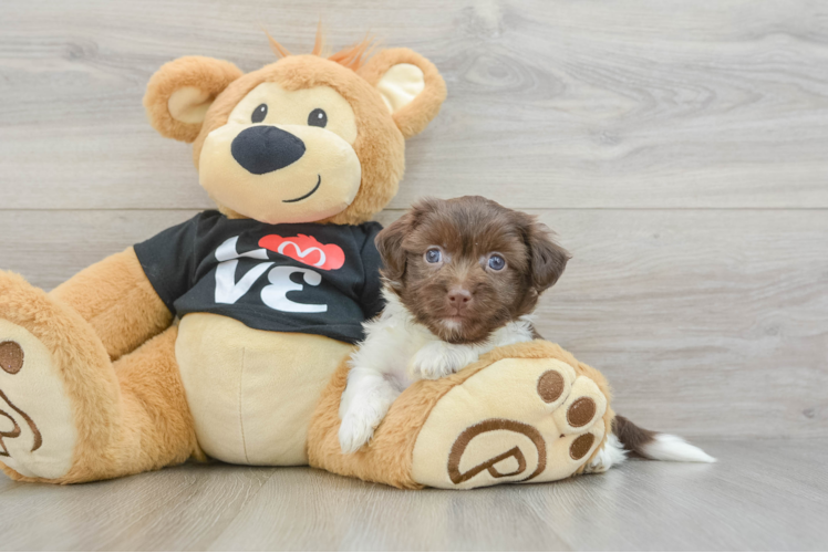 Popular Havanese Purebred Pup