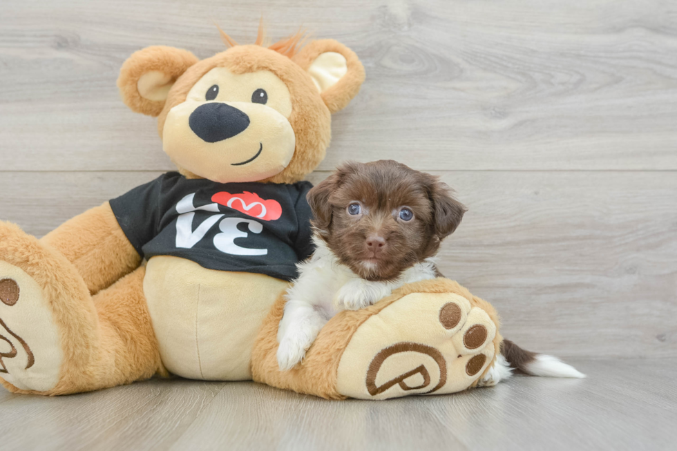 Popular Havanese Purebred Pup
