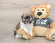 7 week old Havanese Puppy For Sale - Premier Pups