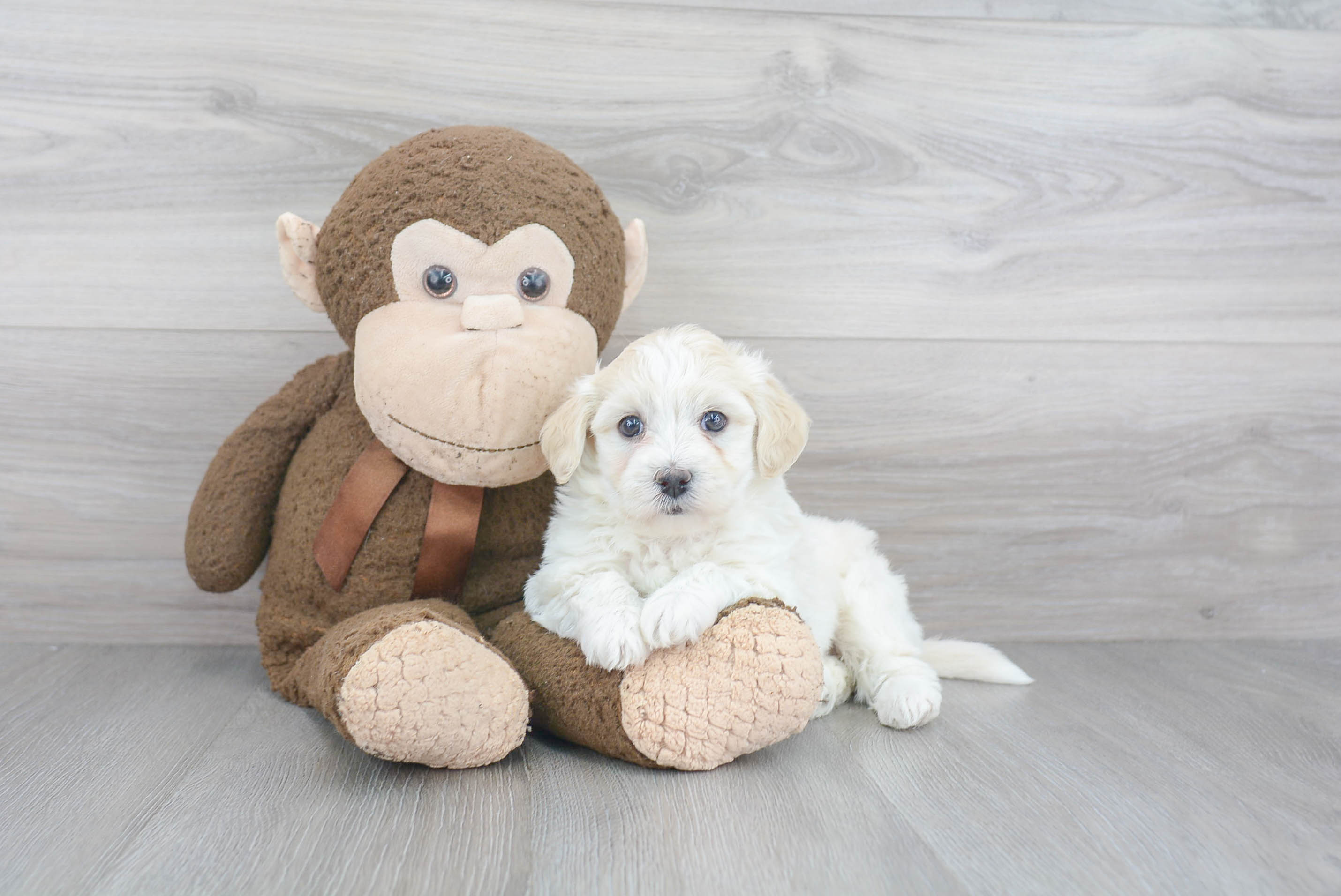 Playful Havanese Purebred Pup
