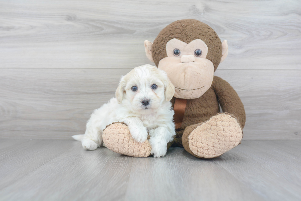 Havanese Puppy for Adoption