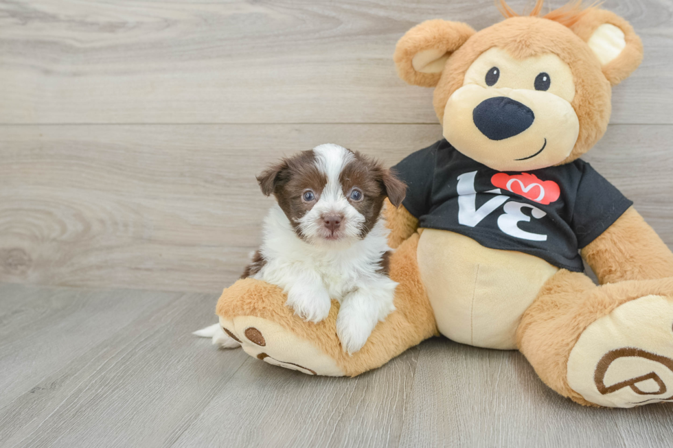 Petite Bichon Habanero Purebred Puppy