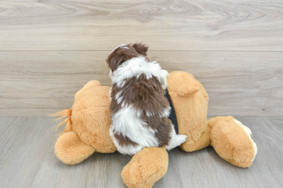 Havanese Puppy for Adoption