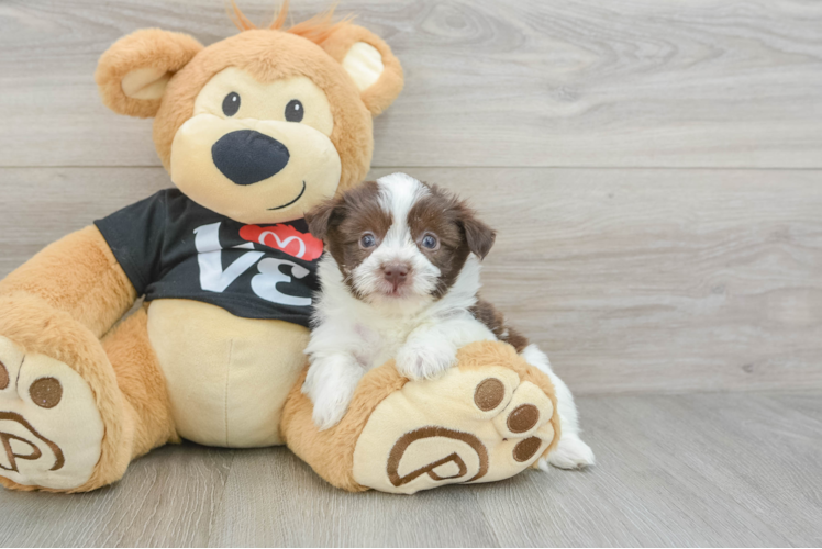 Fluffy Havanese Cuban Bichon Purebred Puppy